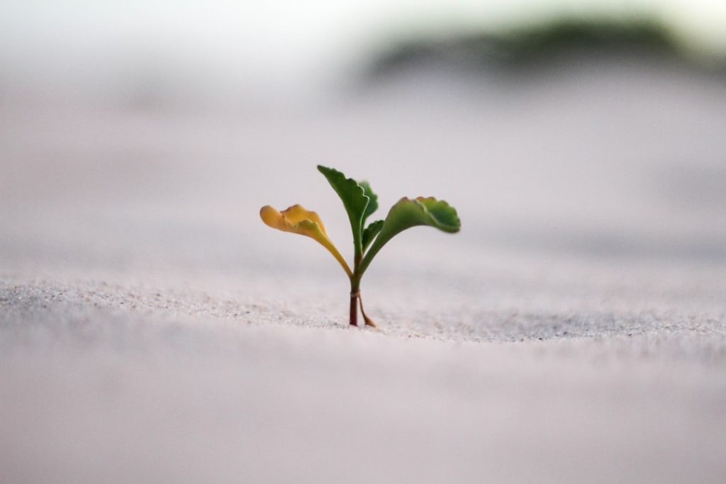 Solana-Surge-Stablecoin-Growth
